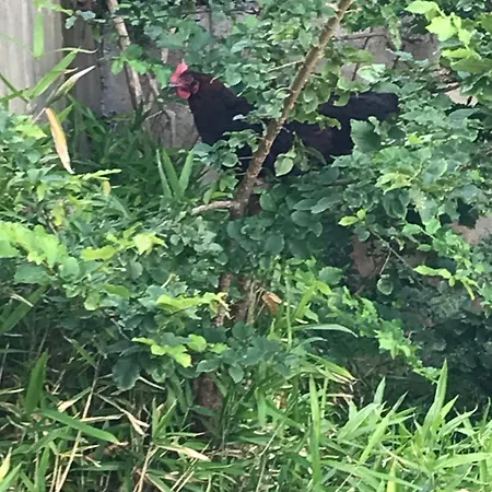 - Terrace - Seafront Pensión Sangatte